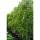 Blauregen Prolific 175-200cm