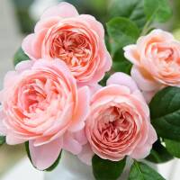 Strauchrose Queen of Sweden rosa, aprikot, duftend