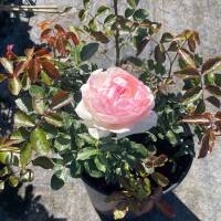 Strauchrose Queen of Sweden rosa, aprikot, duftend