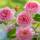 Strauchrose Queen of Sweden rosa, aprikot, duftend
