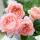 Strauchrose Queen of Sweden rosa, aprikot, duftend