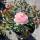 Strauchrose Queen of Sweden rosa, aprikot, duftend