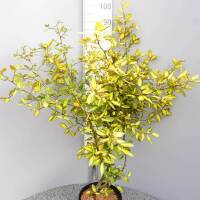 Buntlaubige Ölweide Maculata 40-60cm