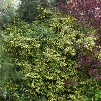 Buntlaubige Ölweide Maculata 40-60cm