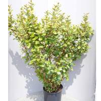 Wintergrüne Ölweide Compacta 125-150cm