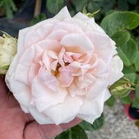 Kletterrose Schwanensee