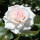 Kletterrose Schwanensee