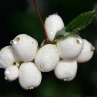 Schneebeere White Hedgae C3