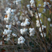 Schneebeere White Hedgae C3
