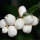 Schneebeere White Hedgae C3
