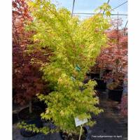 Fächerahorn Katsura 125-150cm
