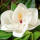 Immergrüne Magnolie Galissoniere Hochstamm Stammumfang 14-16cm im Co