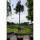 Immergrüne Magnolie Galissoniere Hochstamm Stammumfang 14-16cm im Co