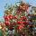 Zierapfel Red Jade Hochstamm | Stammumfang 14-16cm am Ballen