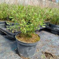 Bartblume Blauer Spatz® 20-30cm