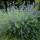 Bartblume Blauer Spatz® 20-30cm