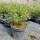 Bartblume Blauer Spatz® 20-30cm