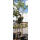 Seidenbaum Ombrella  Hochstamm | Stammhöhe 180-220cm 12-14cm Stammumfang im Co