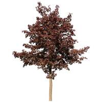 Blut-Ahorn Crimson King  Hochstamm | 12-14cm Stammumfang...