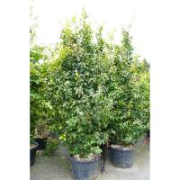 Säulenförmiger Eisenholzbaum Persian Spire...