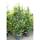 Säulenförmiger Eisenholzbaum Persian Spire mehrstämmig 250-300cm im Co