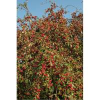 Zierapfel Red Jade Hochstamm | Stammumfang 10-12cm im Co
