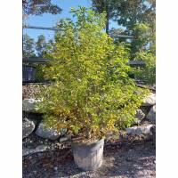 Kobus-Magnolie mehrstämmig 200-250cm Solitär...