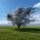 Kobus-Magnolie mehrstämmig 200-250cm Solitär Heister im 110l Topf