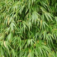 Gartenbambus Rufa  80-100cm im 7,5l Topf  (ohne Ausläufer)
