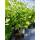 Garteneibisch Ardens 60-70cm im 5l Topf