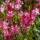 Prachtkerze Siskiyou Pink  P1