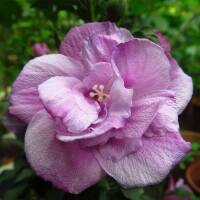 Garteneibisch Ardens 80+cm im 10l Topf