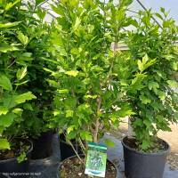 Garteneibisch Ardens 80+cm im 10l Topf