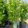 Garteneibisch Ardens 80+cm im 10l Topf