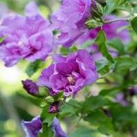 Garteneibisch Lavender Chiffon 80-100cm im 10l Topf