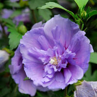 Garteneibisch Lavender Chiffon 80-100cm im 10l Topf