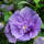 Garteneibisch Lavender Chiffon 80-100cm im 10l Topf