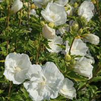 Garteneibisch White Chiffon 80-100cm im 10l Topf