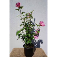 Garteneibisch Woodbridge 80-100cm im 10l Topf