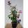 Garteneibisch Woodbridge 80-100cm im 10l Topf