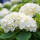 Ball-Hortensie Endless Summer The Bride®  im 7,5l Topf