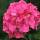 Ball-Hortensie Endless Summer Love® im 7,5l Topf