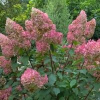 Rispen-Hortensie Pinky Winky® 80-100cm im 10l Topf