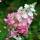 Rispen-Hortensie Pinky Winky® 80-100cm im 10l Topf