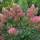 Rispen-Hortensie Pinky Winky® 80-100cm im 10l Topf