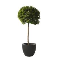 Kirschlorbeer Caucasica Fontanette® Stammhöhe 150cm Ø 40-50cm im 20l Topf