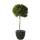 Kirschlorbeer Caucasica Fontanette® Stammhöhe 150cm Ø 40-50cm im 20l Topf