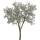 Baum-Felsenbirne Robin Hill Hochstamm | 8-10cm Stammumfang am Ballen