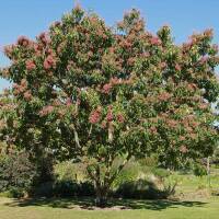 Tausendblütenstrauch - Bienenbaum 60-80cm
