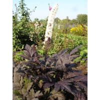Silberkerze Pink Spike ®